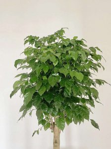 幸福树可以用啤酒浇吗 能用啤酒给幸福树浇水吗？