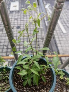 腊梅什么时候发芽长叶 腊梅何时发芽生长？
