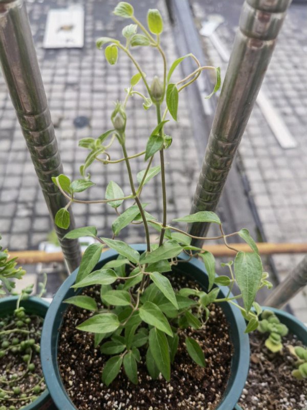 腊梅什么时候发芽长叶