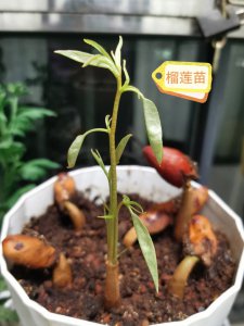 枇杷什么时候发芽长叶 枇杷何时长出嫩芽？