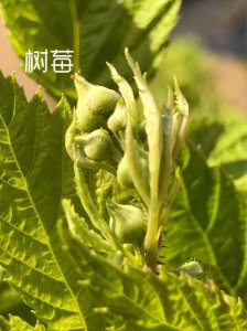 树莓什么时候发芽长叶 树莓何时开始生长新叶发芽