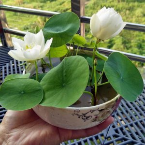 薰衣草怎么水养 薰衣草的水养方法