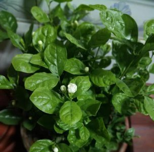 茉莉花可以用啤酒浇吗 可以用啤酒来浇茉莉花吗？
