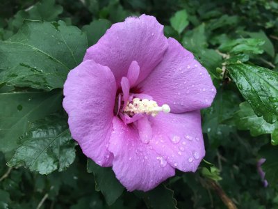 木槿花好养吗 木槿花容易养吗？