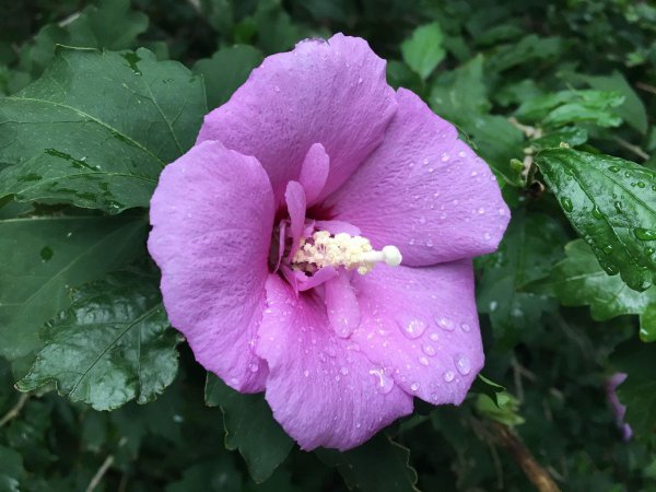 木槿花好养吗