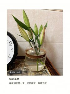 香水百合怎么水养 百合香水的水养方法