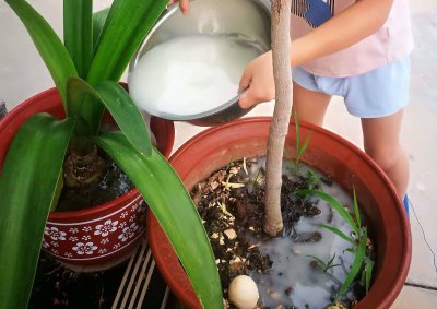 香菜可以浇淘米水吗 香菜能不能倒米水