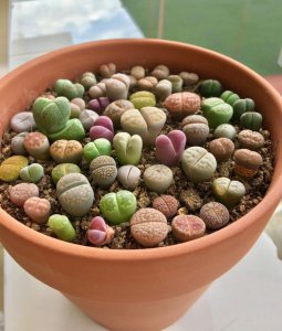 生石花好养吗 养石花的技巧、学会养石花的方法