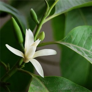 白兰花好养吗 白兰花好养吗？
养白兰花容易吗？