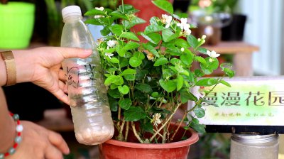 茉莉花可以浇淘米水吗 茉莉花适合用淘米水浇灌吗？