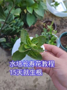 长寿花可以浇淘米水吗 长寿花可否用淘米水浇灌？