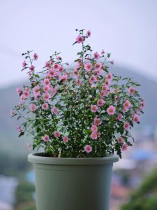 小木槿好养吗 小木槿易养吗？
木槿适合养吗？