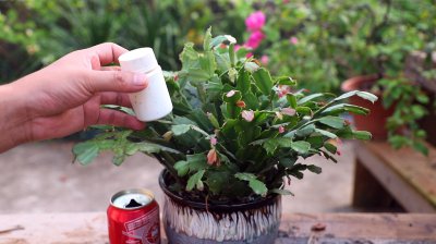 蟹爪兰可以用啤酒浇吗 蟹爪兰适合用啤酒浇吗？