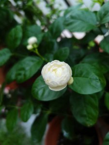 宝珠茉莉好养吗 宝珠茉莉养护技巧

宝珠茉莉养护小贴士