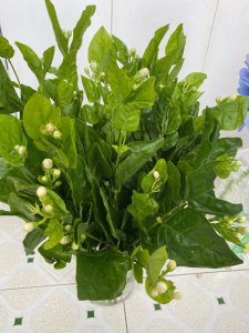 茉莉花怎么水养 如何给茉莉花浇水？