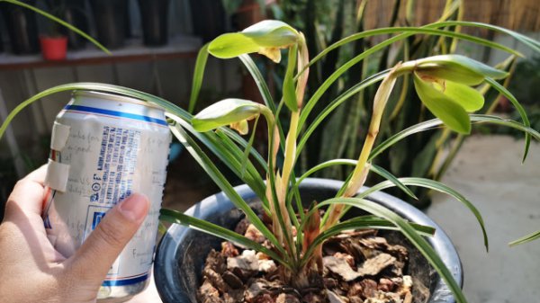 兰花可以用啤酒浇吗
