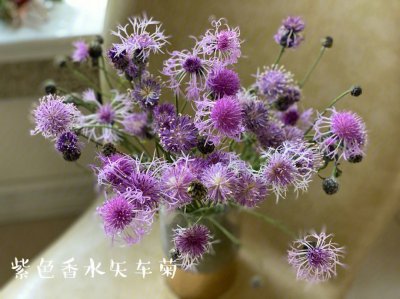 菠萝菊怎么水养 菠萝菊的浇水方法