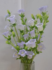 风铃草好养活吗 风铃草容易养活吗？