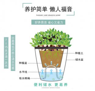 风信子怎么水养 风信子的水培方法是什么？