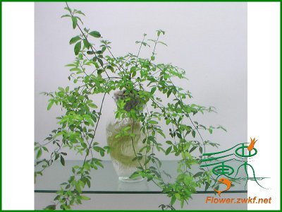 迎春花怎么水养 迎春花的浇水方法