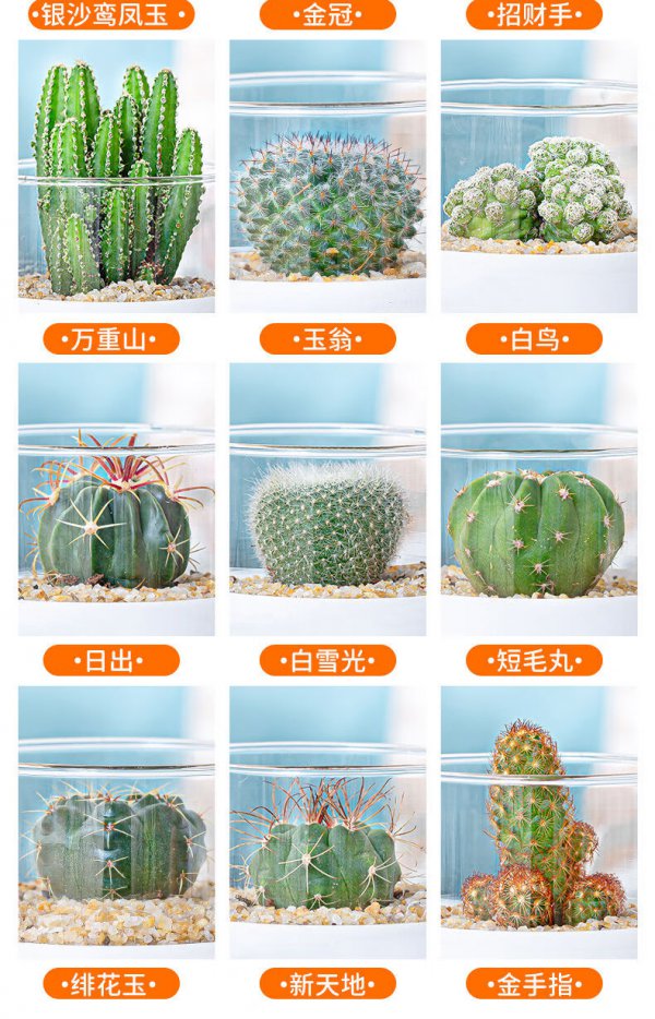 仙人球怎么养家庭养法
