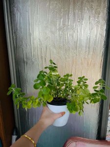 碰碰香怎么水养 碰碰香适合水养吗？