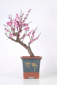梅花好养活吗 可以生长梅花吗？
梅花易养吗？