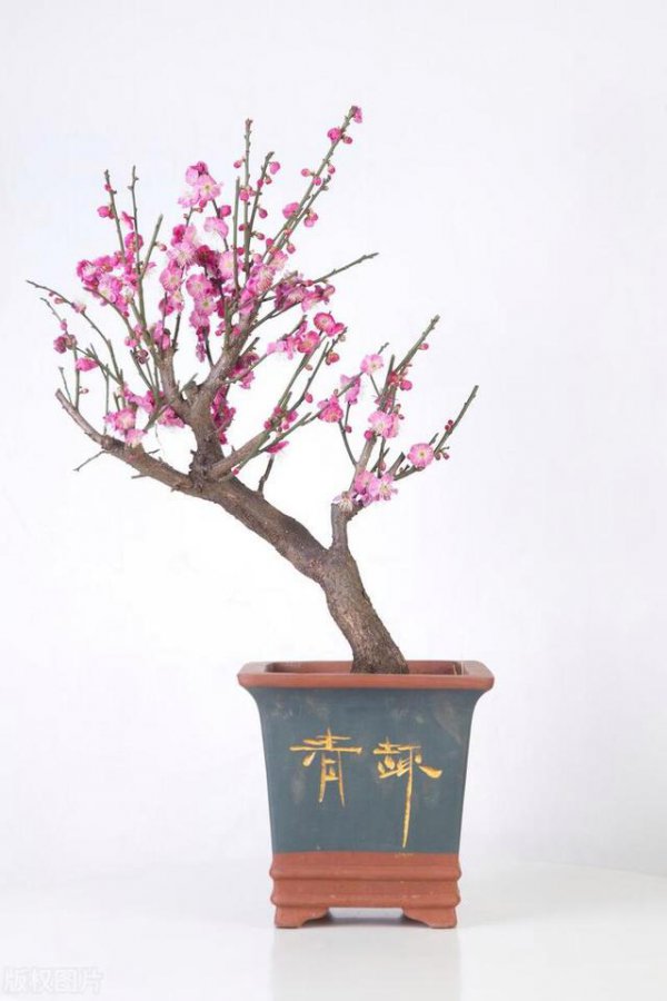 梅花好养活吗