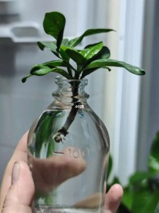 栀子花怎么水养 栀子花的适宜浇水方法是什么？