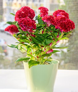 香石竹怎么水养 香石竹的浇水方法是什么？