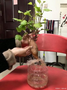 红薯怎么水养 如何水养红薯的方法
红薯的水养技巧