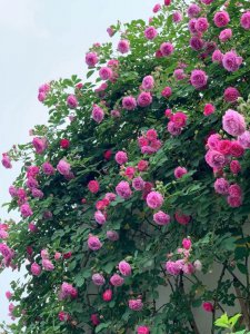 蔷薇好养活吗 养活蔷薇难度大吗？
蔷薇容易养活吗？