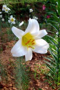 百合花好养活吗 百合花适合养活吗？
百合花易养活吗？