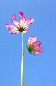波斯菊好养活吗 波斯菊易养活吗？
波斯菊养护容易吗？