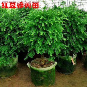 红豆杉好养活吗 红豆杉易养活吗？