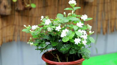 茉莉花好养活吗 养茉莉花容易吗？