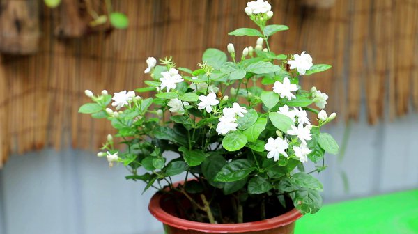 茉莉花好养活吗