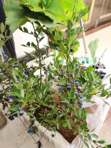 蓝莓好养活吗 蓝莓易养吗？
