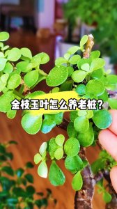 金枝玉叶怎么养家庭养法 如何有效地养护金枝玉叶家庭养法