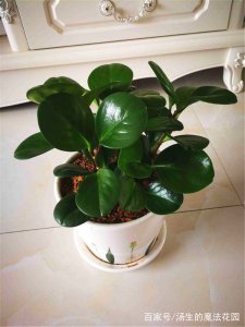 豆瓣绿怎么养家庭养法 如何家庭种植豆瓣绿？