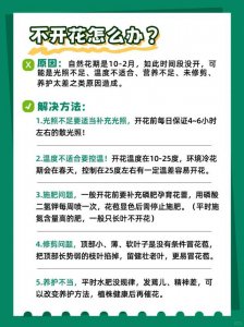 蟹爪兰花怎么养家庭养法 如何在家中养护蟹爪兰花？
