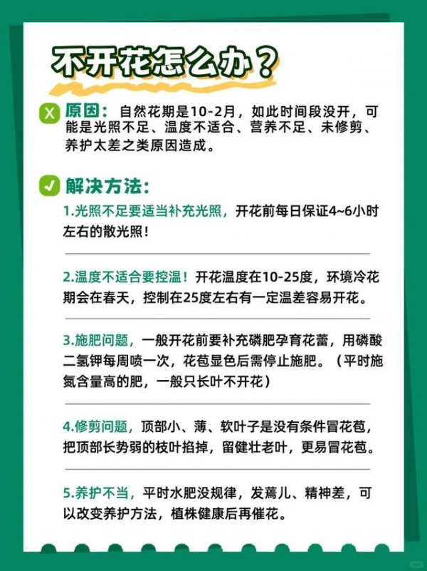 蟹爪兰花怎么养家庭养法