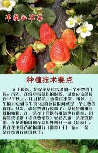 草莓怎么养家庭养法 家庭种植草莓技巧