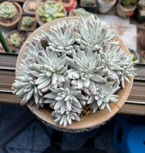 白菊多肉上盆时间与养护方法 种植白菊多肉的时间及养护技巧