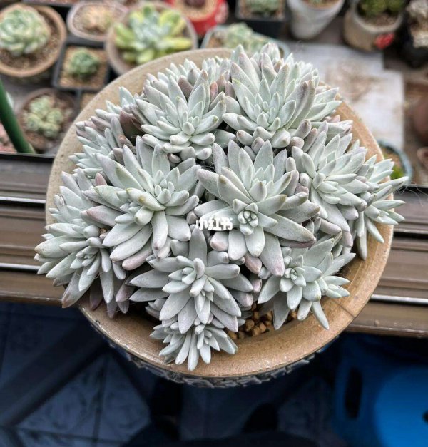 白菊多肉上盆时间与养护方法