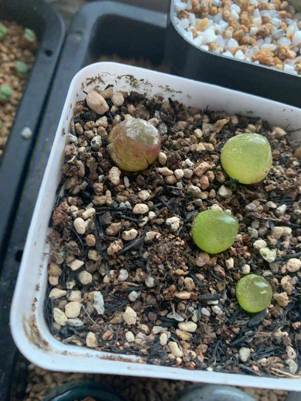 肉锥灯泡上盆时间与养护方法