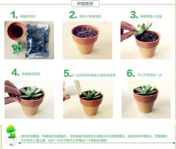 黑法师上盆时间与养护方法 黑法师盆栽的浇水时间和护理技巧