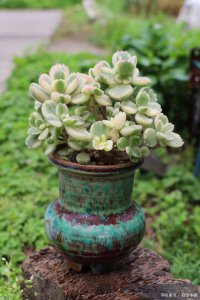 熊童子上盆时间与养护方法 熊童子种植盆土时间和护理要点