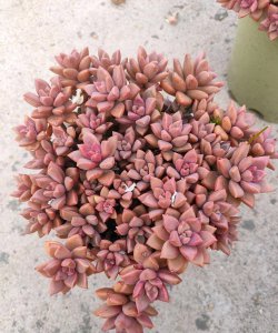 姬胧月上盆时间与养护方法 姬胧月的盆栽时间和养护攻略