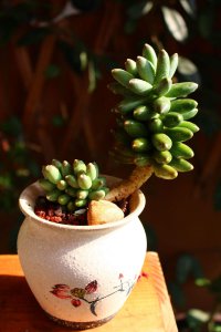 千代田之松上盆时间与养护方法 如何在盆栽上正确种植和照顾千代田松